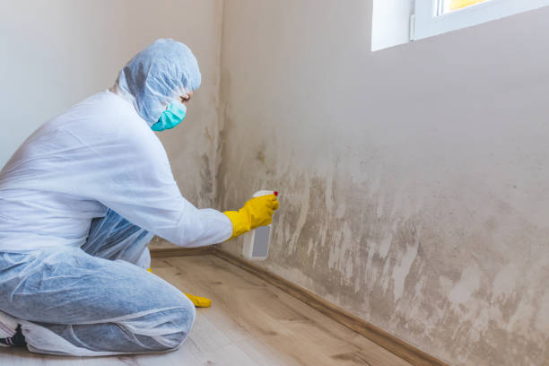 Licensed Mold Removal service in Bunnlevel, NC - Mold Remediation HQ