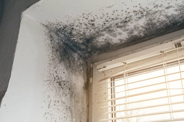Affordable Mold Removal solutions in Bunnlevel, NC