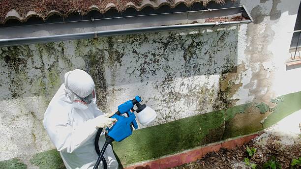 Top rated local Mold Removal specialists in Bunnlevel, NC